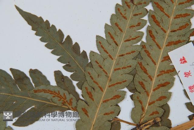 日本狗脊蕨藏品圖，第5張