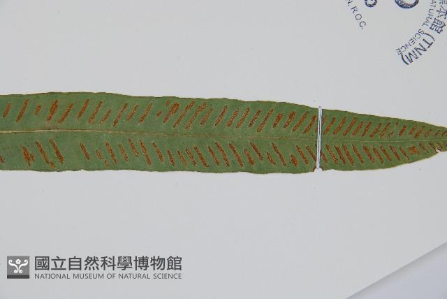 單葉雙蓋蕨藏品圖，第5張