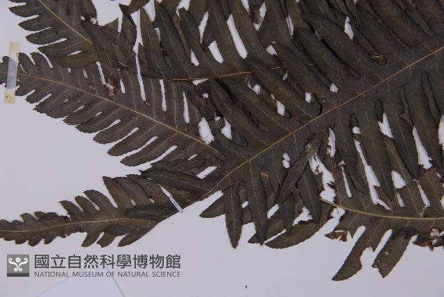 長柄牙蕨藏品圖，第5張