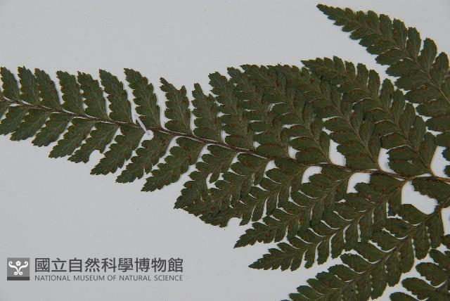 毛果鱗蓋蕨藏品圖，第5張