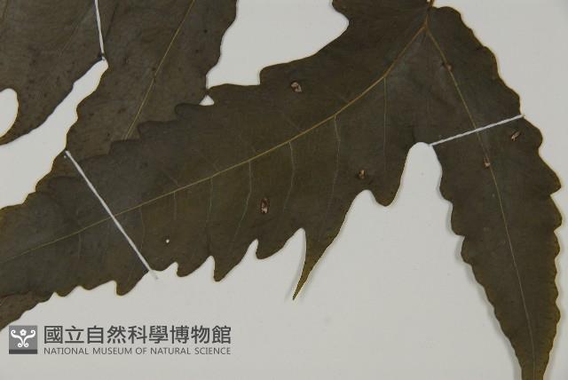 三叉蕨藏品圖，第5張