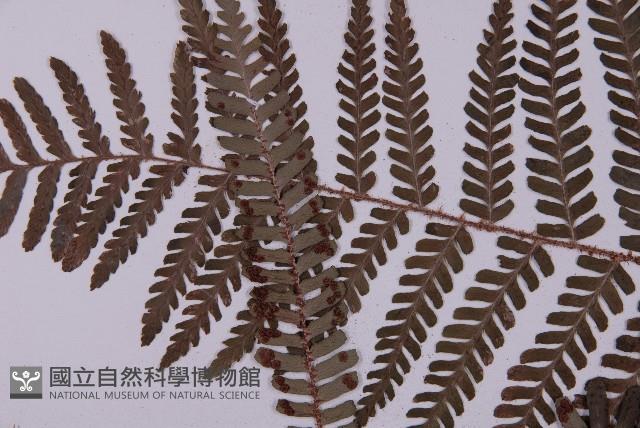 頂囊肋毛蕨藏品圖，第5張