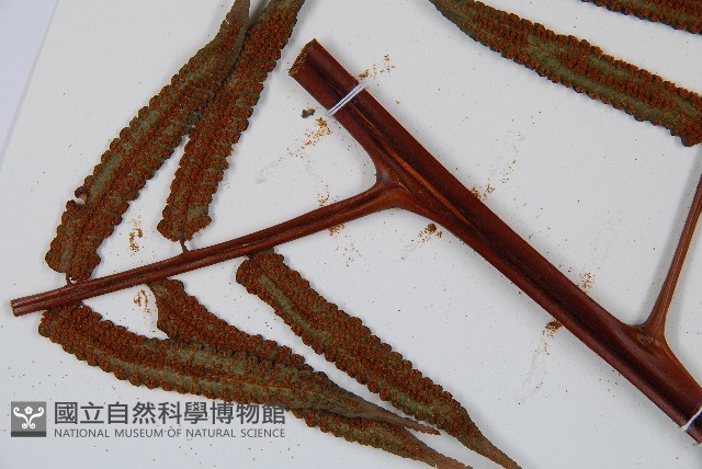 黑桫蕨藏品圖，第5張