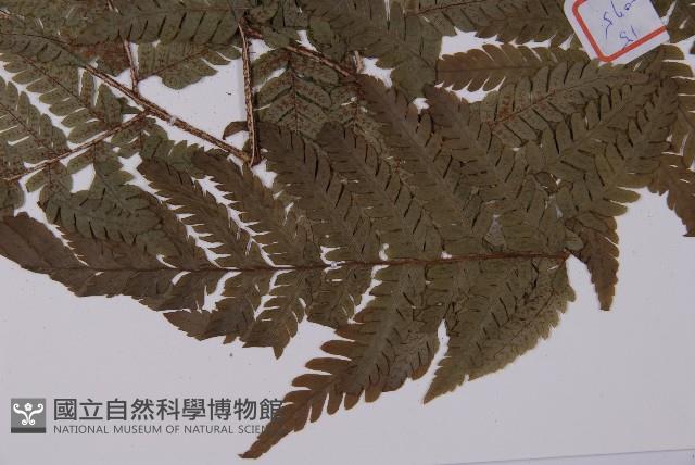 肋毛蕨藏品圖，第5張