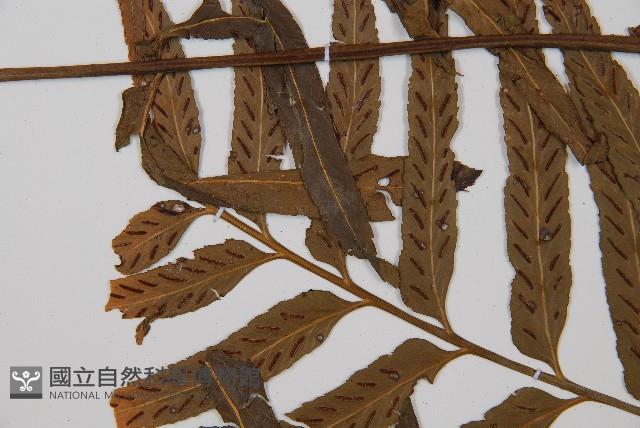 萊氏鐵角蕨藏品圖，第5張