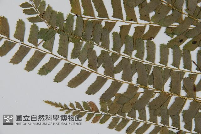 對生耳蕨藏品圖，第5張