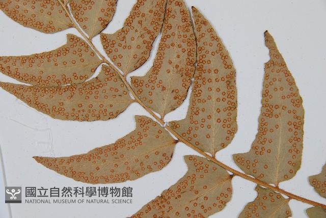 貫眾蕨藏品圖，第4張