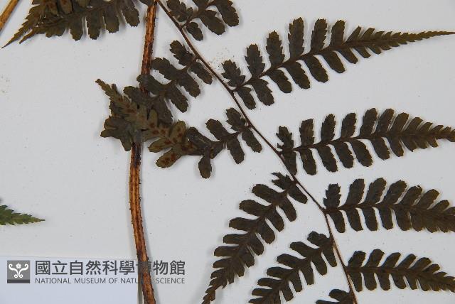 川上氏雙蓋蕨藏品圖，第5張