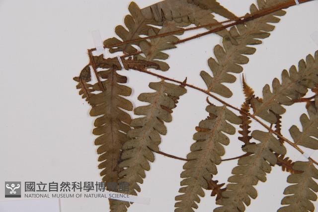 假蹄蓋蕨藏品圖，第4張