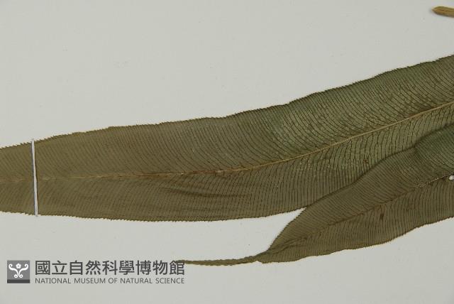 華鳳丫蕨藏品圖，第5張