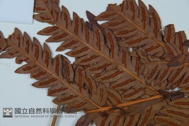 日本狗脊蕨藏品圖，第5張