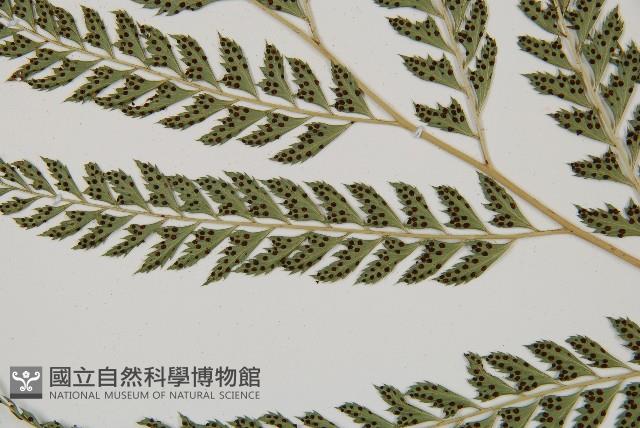 斜方複葉耳蕨藏品圖，第4張