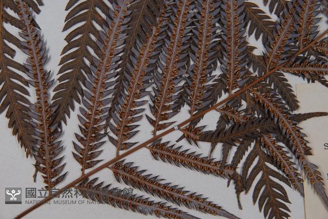 臺灣金狗毛蕨藏品圖，第4張