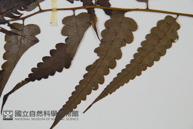 毛柄短腸蕨藏品圖，第5張