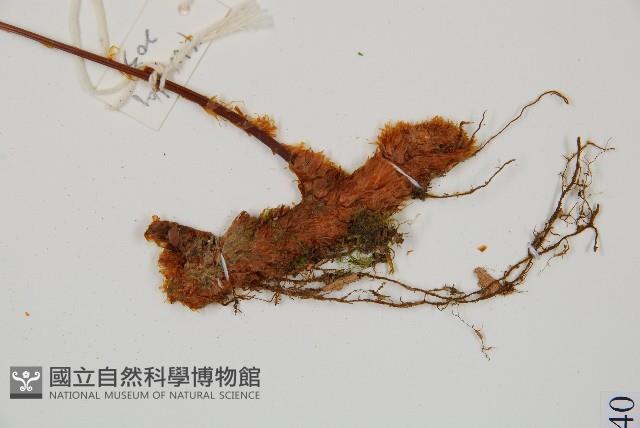 台灣小膜蓋蕨藏品圖，第8張