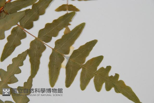 栗蕨藏品圖，第5張