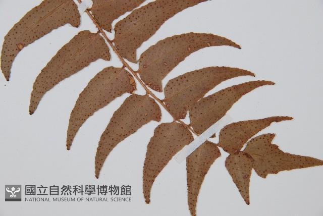 貫眾蕨藏品圖，第5張