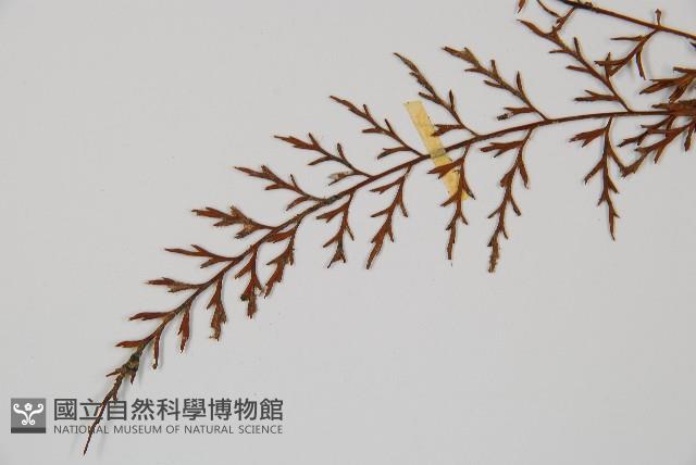 威氏鐵角蕨藏品圖，第5張