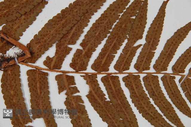 登錄號:P005840藏品圖，第5張