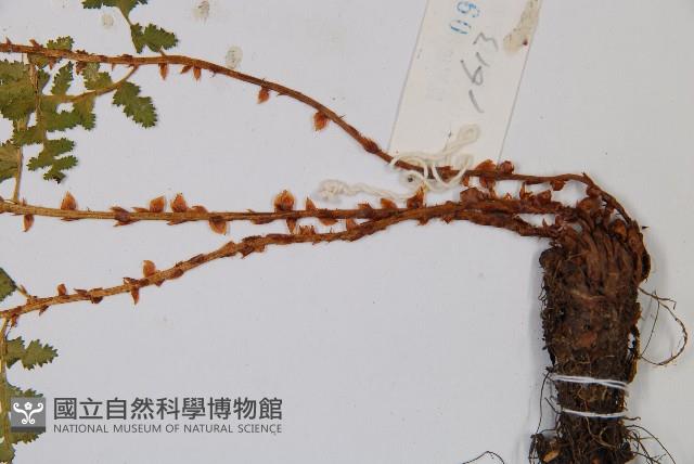 腺鱗毛蕨藏品圖，第5張