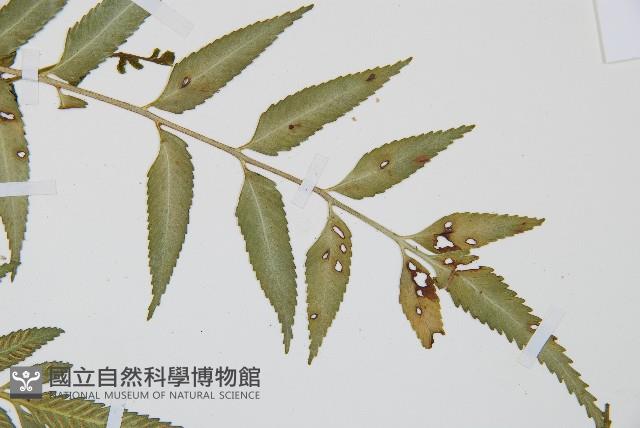 蘭嶼鐵角蕨藏品圖，第5張