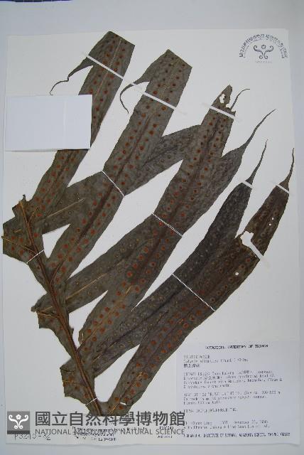 Accession Number:P003240 Collection Image, Figure 5, Total 8 Figures