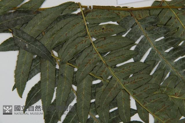 毛柄短腸蕨藏品圖，第5張