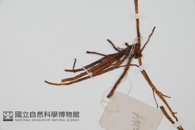 陰地蕨藏品圖，第7張