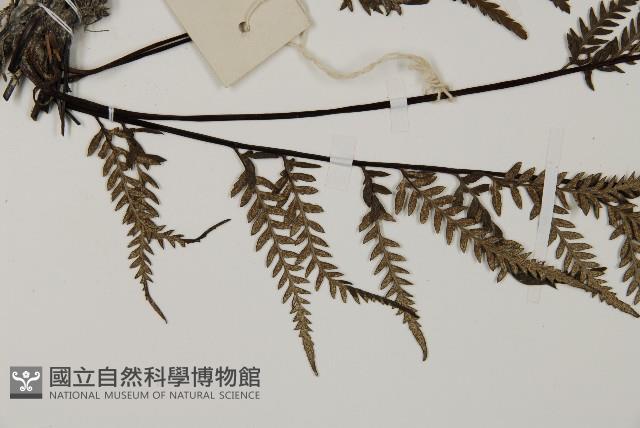 粉葉蕨藏品圖，第5張