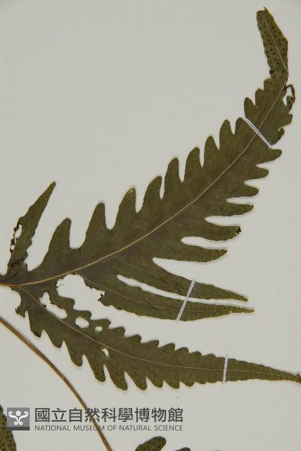 三叉蕨藏品圖，第5張