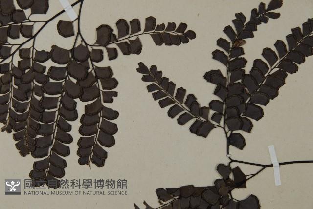 扇葉鐵線蕨藏品圖，第4張
