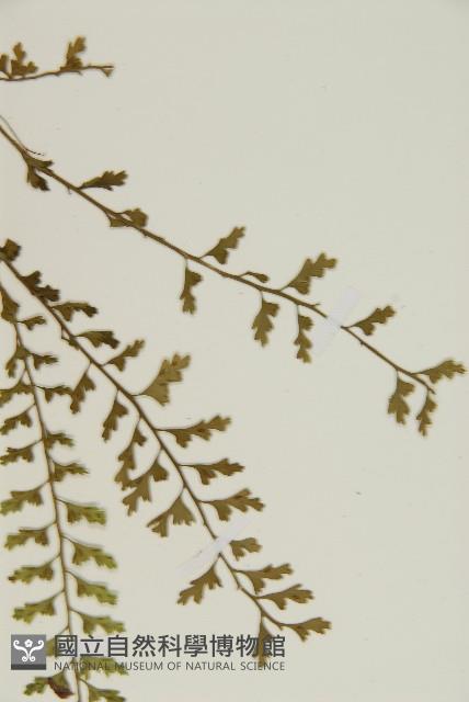 鱗柄鐵角蕨藏品圖，第5張