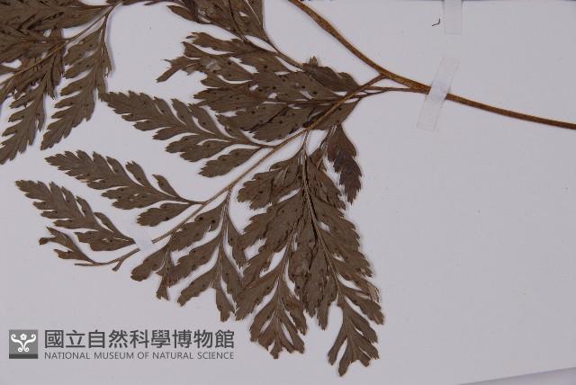 登錄號:P006070藏品圖，第5張