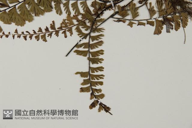 鞭葉鐵線蕨藏品圖，第5張
