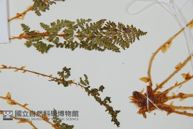 腺鱗毛蕨藏品圖，第5張