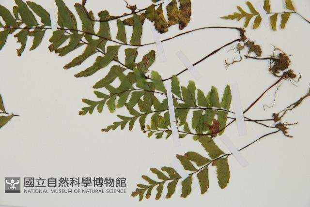 單邊鐵角蕨藏品圖，第5張