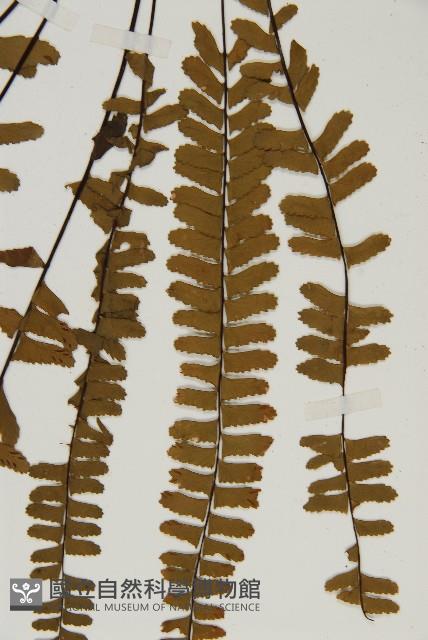 生芽鐵角蕨藏品圖，第5張