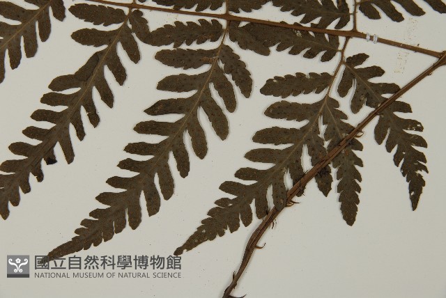 薄葉擬肋毛蕨藏品圖，第5張
