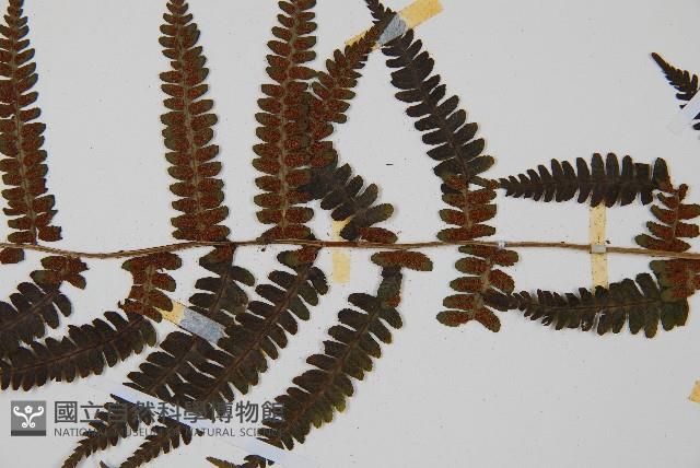 深山蹄蓋蕨藏品圖，第5張