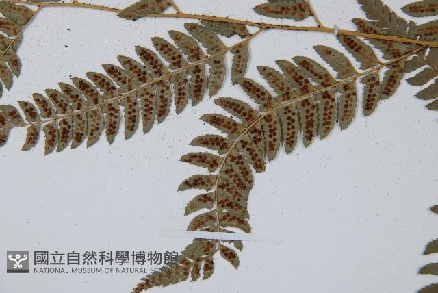 中華複葉耳蕨藏品圖，第5張