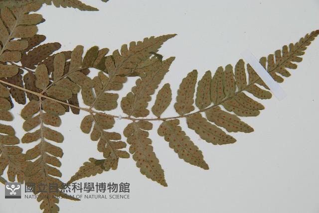 闊鱗鱗毛蕨藏品圖，第5張