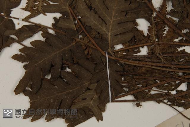 光葉軸脈蕨藏品圖，第8張
