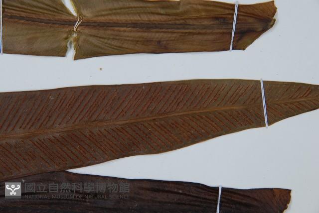 巢蕨藏品圖，第5張