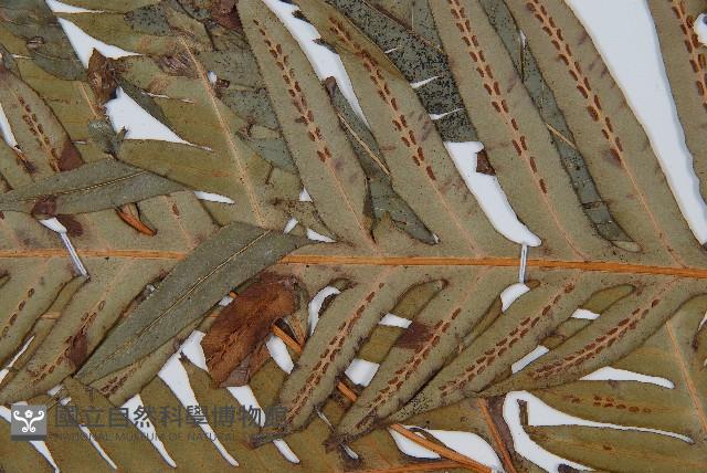 臺灣狗脊蕨藏品圖，第4張