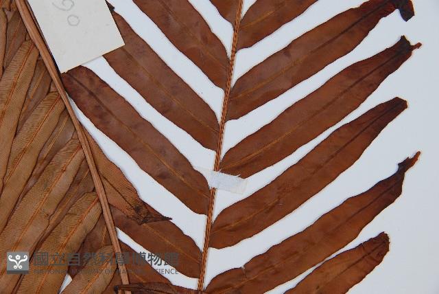 烏毛蕨藏品圖，第4張