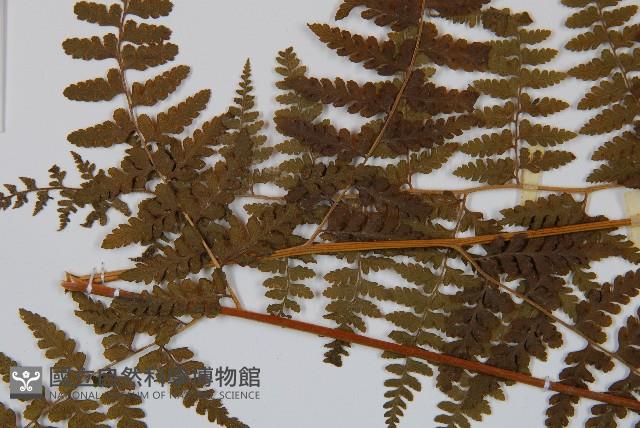 刺柄碗蕨藏品圖，第5張