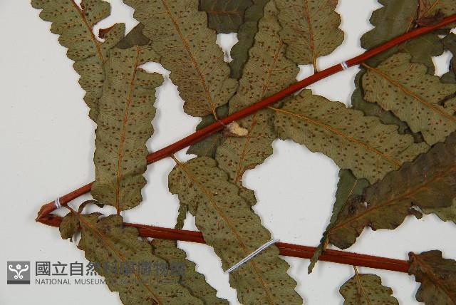 台灣樹蕨藏品圖，第5張