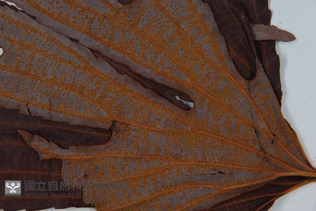 雙扇蕨藏品圖，第8張