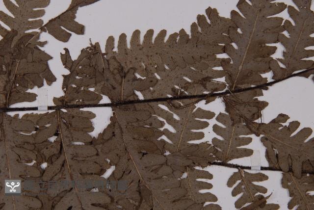 軸脈蕨藏品圖，第5張