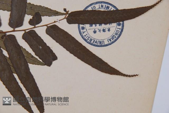 黑桫蕨藏品圖，第5張